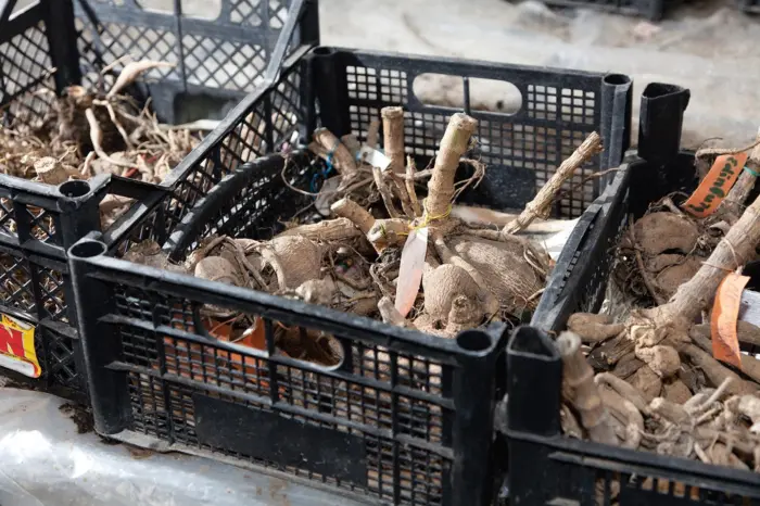 клубни георгин в ящике