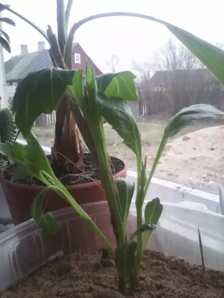 черенок георгины