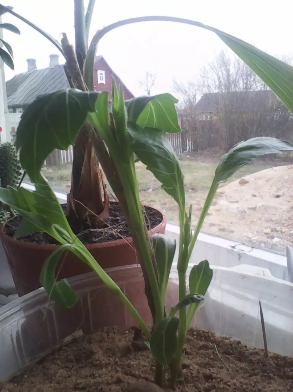 черенок георгины