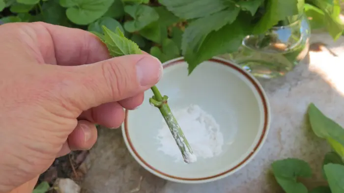 черенки георгин в стимуляторе корнеобразования