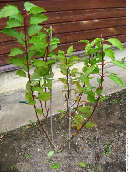 молодые побеги гортензии