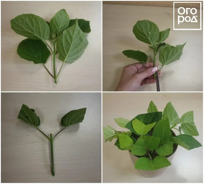 черенок гортензии с листьями