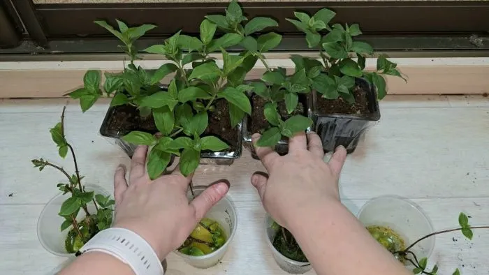 уход за черенками гортензии