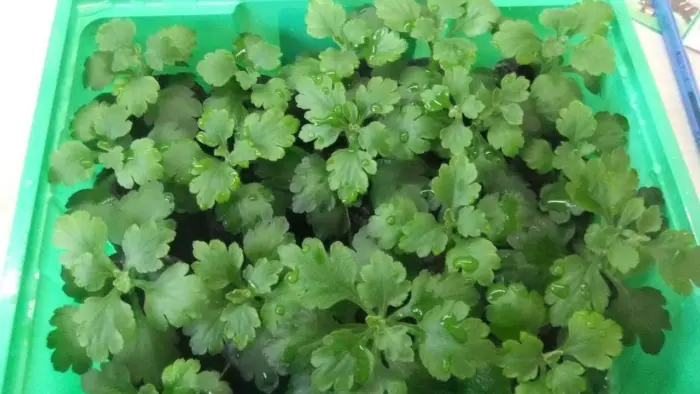 молодые побеги хризантемы весной