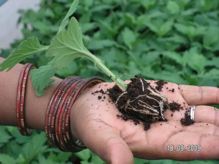 пикировка рассады хризантемы