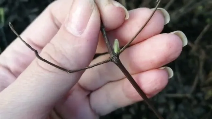 черенок клематиса с узлом