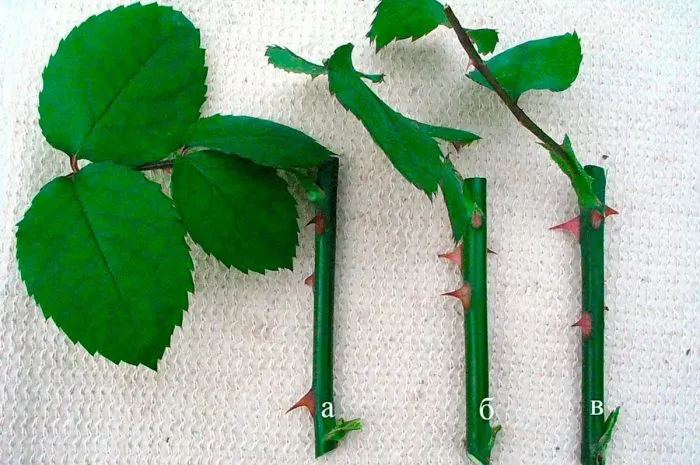 черенок розы с листьями