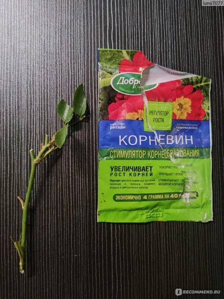 стимулятора корнеобразования черенки роз