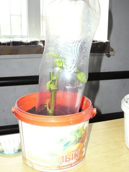 черенки роз под пластиковой бутылкой