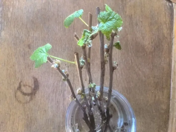 черенки смородины в растворе корневина