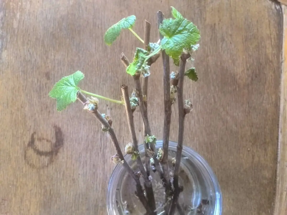 черенки смородины в растворе корневина