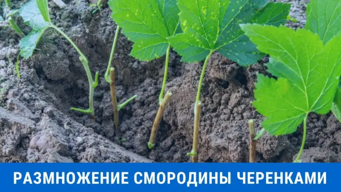 черенки смородины под плёнкой в парничке