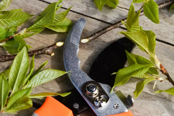 садовый секатор жимолость