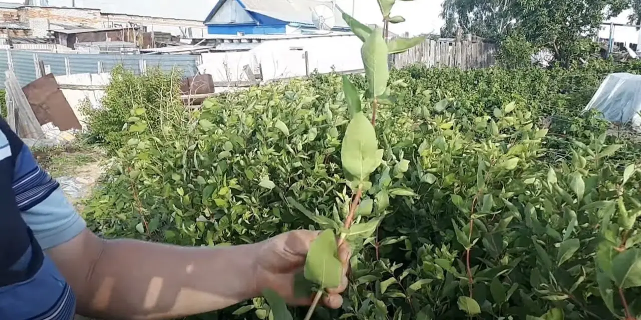 черенки жимолости в руках