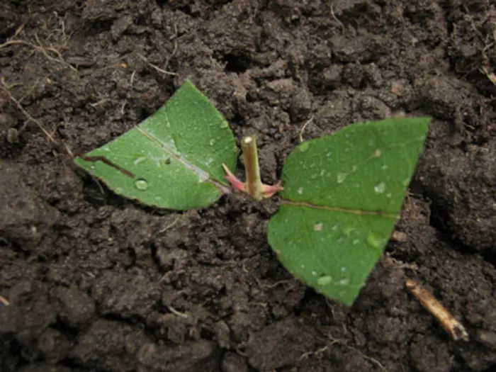 посадка черенка жимолости в грунт