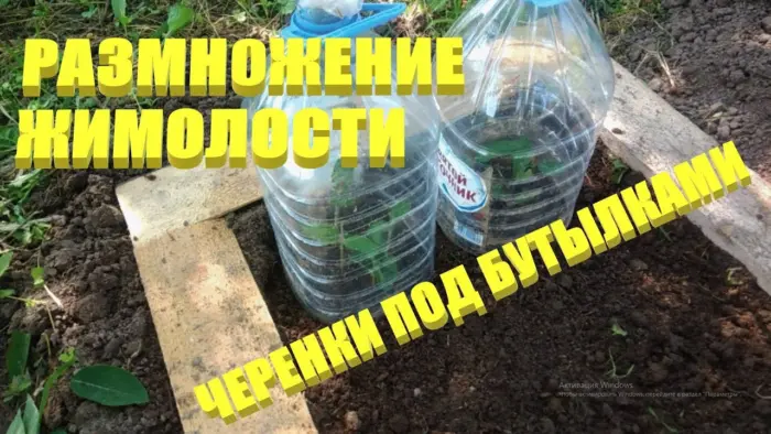 парничок для укоренения черенков жимолости