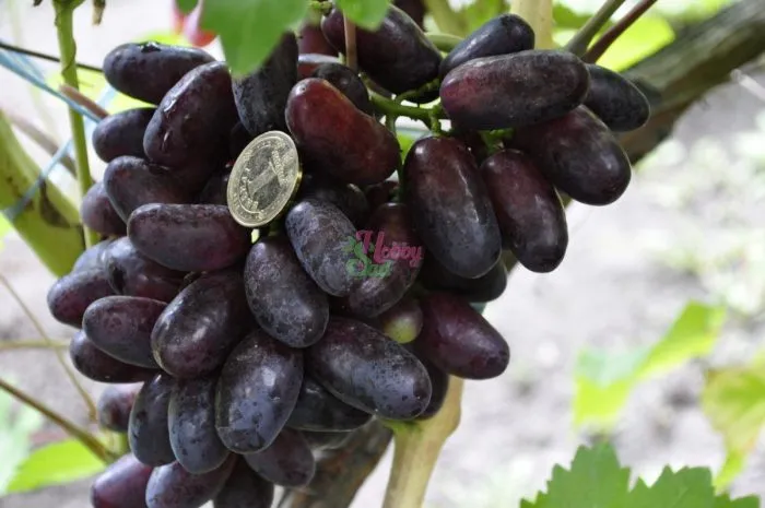 chernaya-izyuminka-1-233804