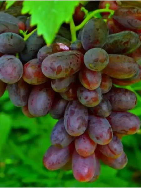 chernaya-izyuminka-4-233804