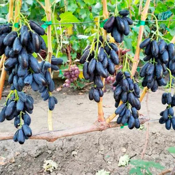 chernaya-izyuminka-5-233804