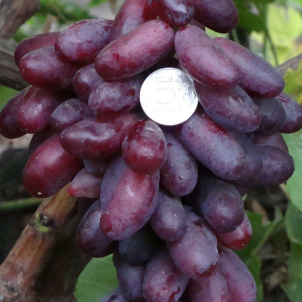 chernaya-izyuminka-6-233804