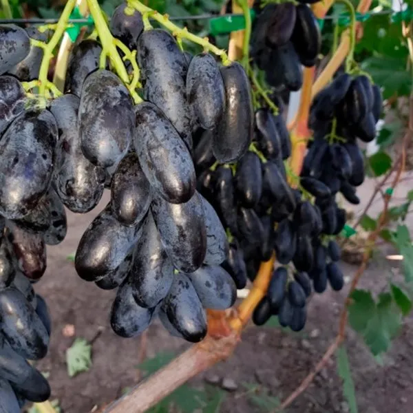 chernaya-izyuminka-main-233804