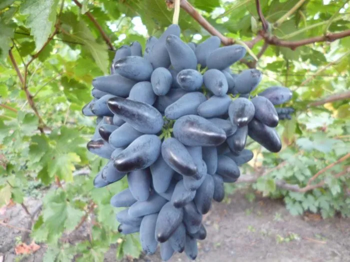 chernaya-orhideya-1-236727