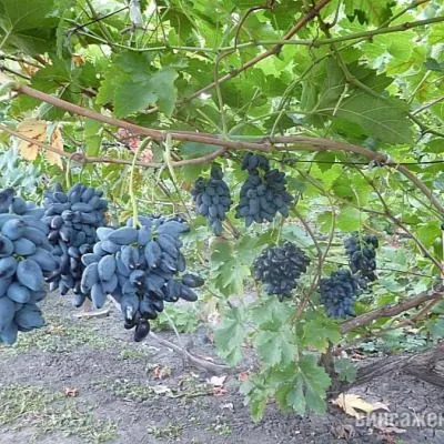 chernaya-orhideya-3-236727