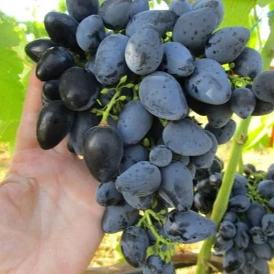 chernaya-orhideya-4-236727