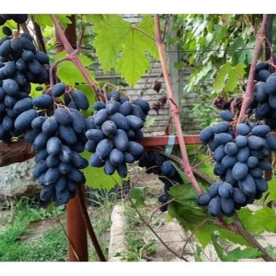 chernaya-orhideya-5-236727