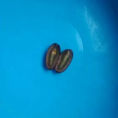 chernaya-orhideya-6-236727