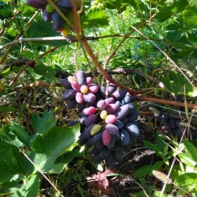 chernaya-orhideya-7-236727