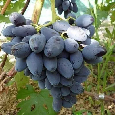 chernaya-orhideya-8-236727