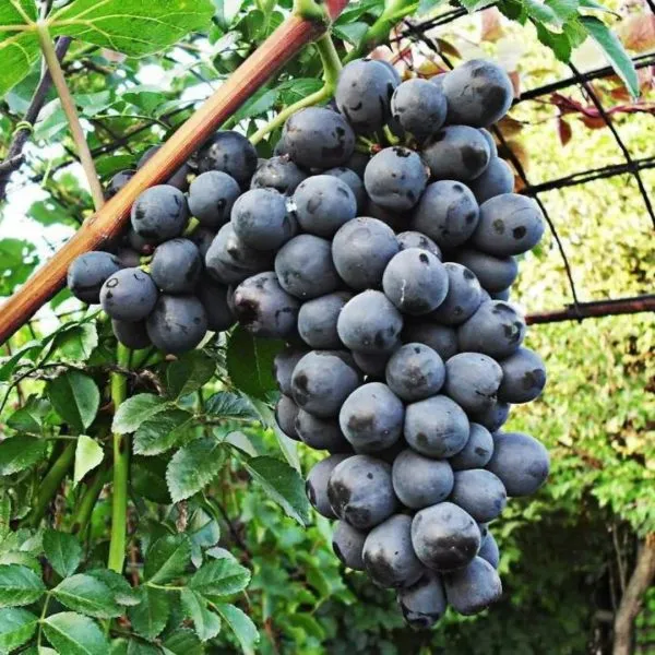 chernysh-main-229940