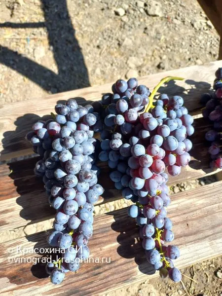 chernyy-sultan-1-233920