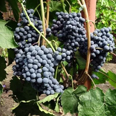 chernyy-sultan-5-233920