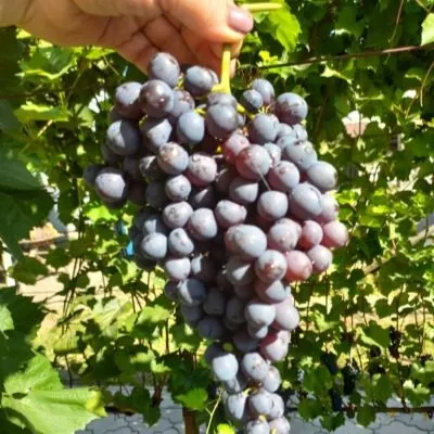 chernyy-sultan-6-233920