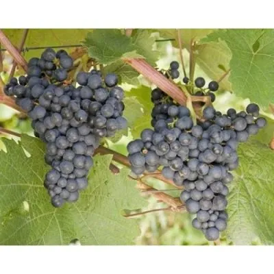 chernyy-sultan-7-233920