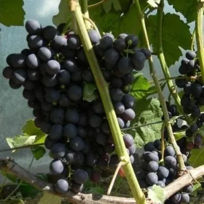 chernyy-sultan-8-233920