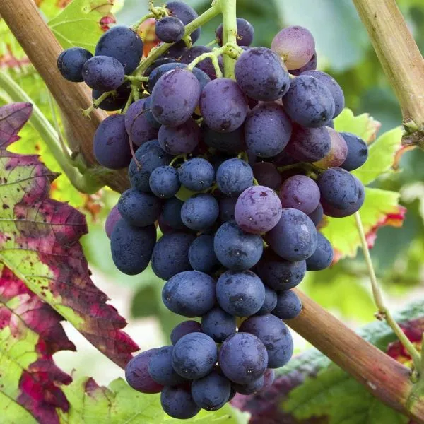 chernyy-sultan-main-233920