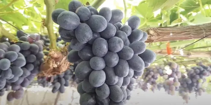 chernyy-voron-1-229977