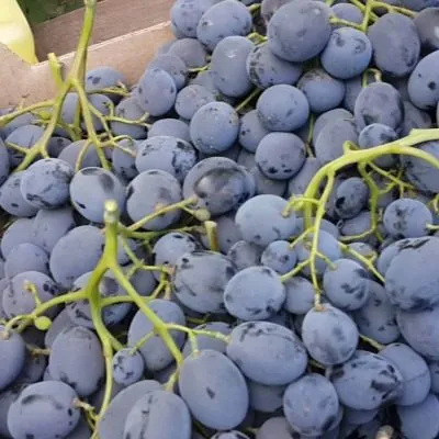 chernyy-voron-3-229977