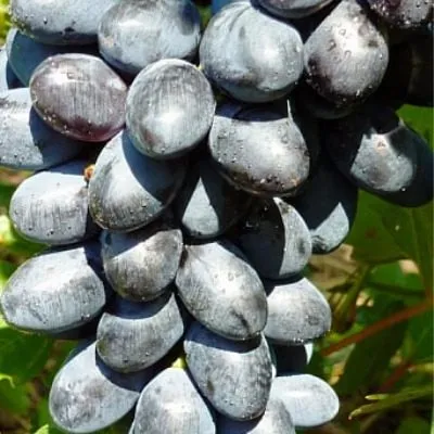 chernyy-voron-4-229977