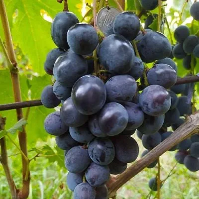 chernyy-voron-5-229977