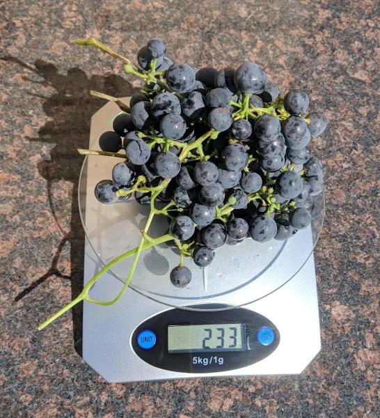 cheryomushka-sibirskaya-2-238796