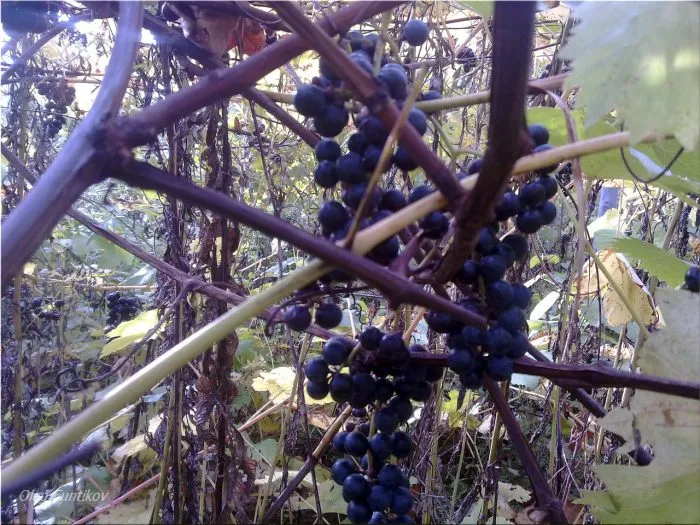 cheryomushka-sibirskaya-3-238796