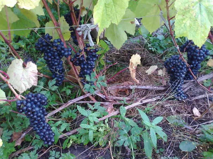 cheryomushka-sibirskaya-4-238796