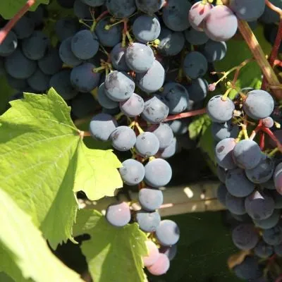 cheryomushka-sibirskaya-5-238796