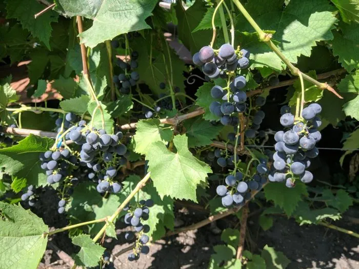 cheryomushka-sibirskaya-main-238796