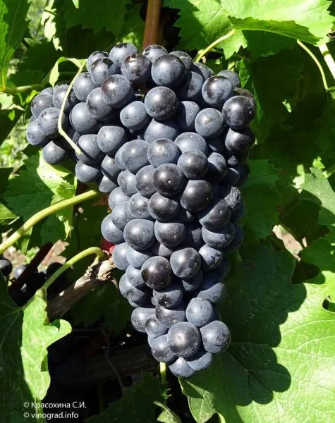 chyornyy-izumrud-1-229826