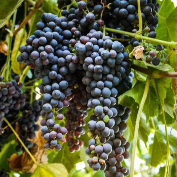 chyornyy-izumrud-3-229826